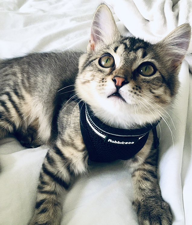 nutmeg cat looking upwards